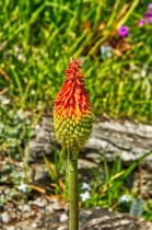 Flora & Fauna