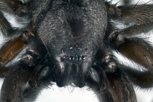 Focus Stacking - Animals_25