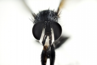 Focus Stacking - Insects_120