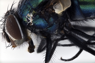 Focus Stacking - Insects_122