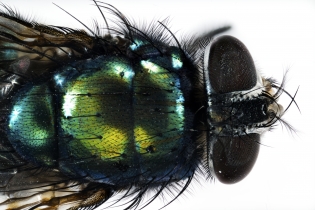 Focus Stacking - Insects_129