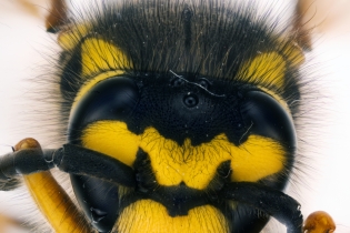 Focus Stacking - Insects_90