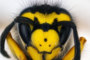 Focus Stacking - Insects_92