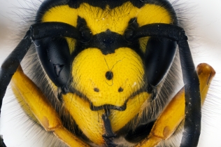 Focus Stacking - Insects_94