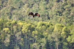 Animals_140