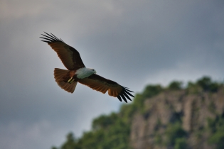 Animals_166