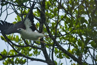 Animals_192