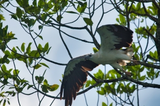 Animals_193