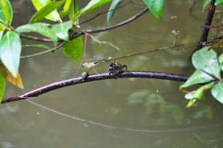Animals_207