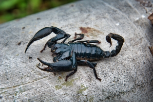 Animals_4