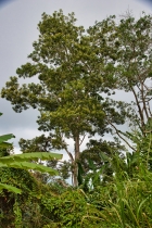 Gunung Raya