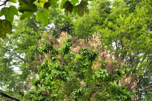 Gunung Raya