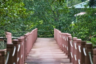 Mangrove