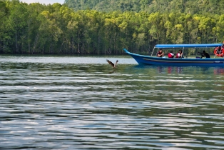 Mangrove