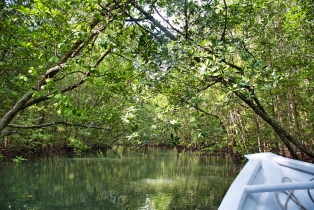 Mangrove