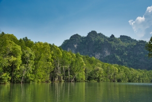 Mangrove