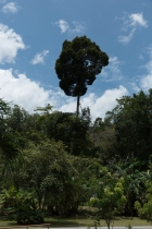 Mardi_42