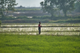 Rice Field