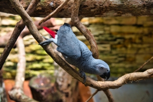Wildlife Park